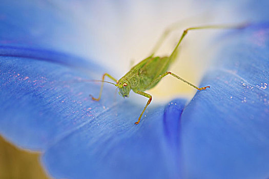 蝗虫,牵牛花,花