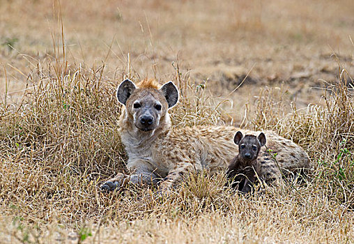 斑鬣狗,幼兽,幼仔,马赛马拉,肯尼亚,非洲