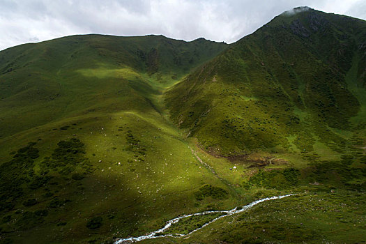新疆伊犁天山天然牧场