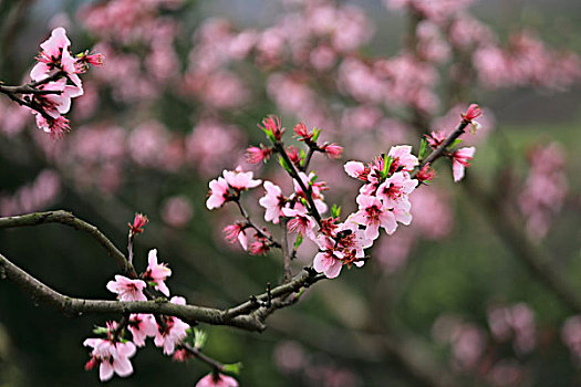 水库边的桃花