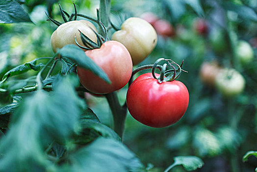西红柿,蔬菜,水果