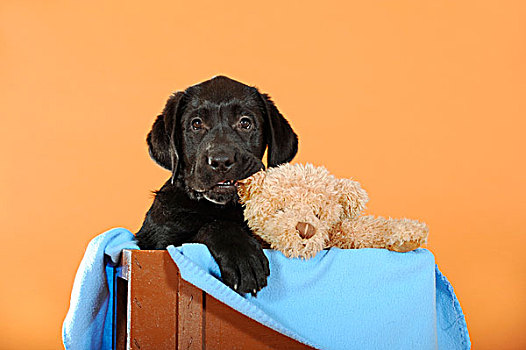 黑色拉布拉多犬,小狗,坐,木盒,泰迪熊
