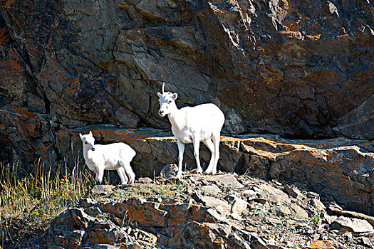 幼兽,野大白羊,白大角羊,俯视,苏厄德公路,阿拉斯加,大幅,尺寸