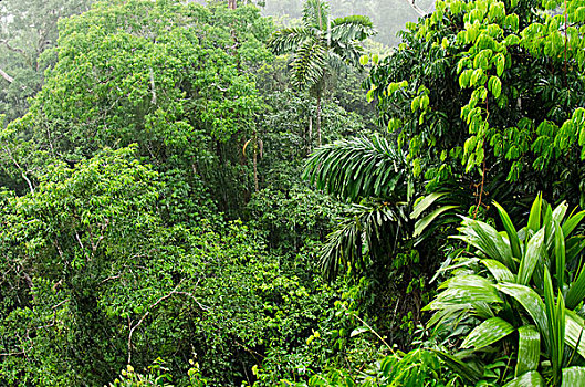 雨林,树荫,国家公园,亚马逊河,厄瓜多尔