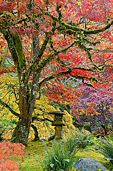 日本,石灯笼,秋色,日式庭园,宝翠花园,温哥华岛,不列颠哥伦比亚省,加拿大