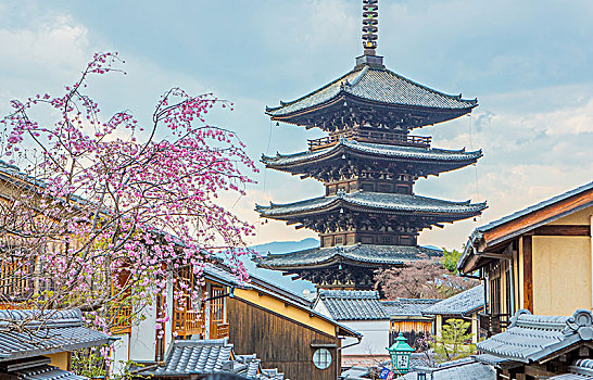 日本,京都,塔,花