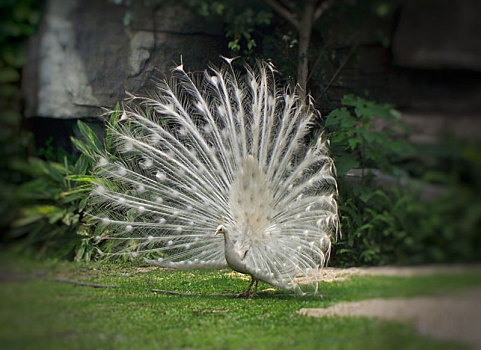 中国广东广州长隆野生动物园白孔雀