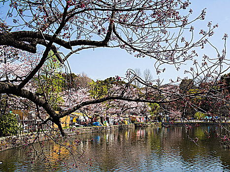 日本的樱花季