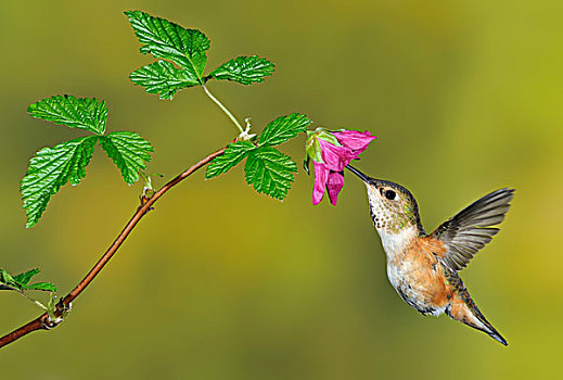 蜂鸟,棕煌蜂鸟,花,维多利亚,不列颠哥伦比亚省,加拿大