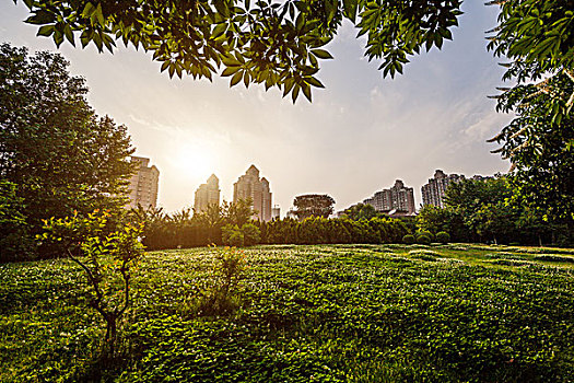 城市草地