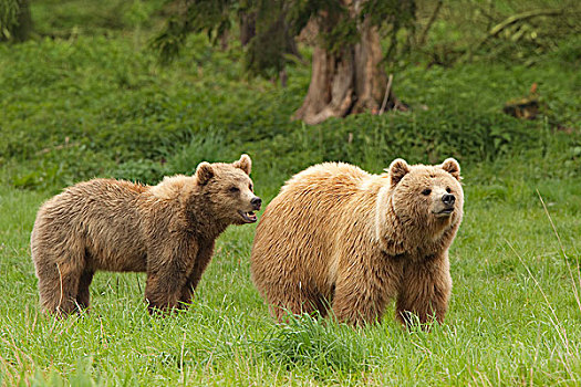 棕熊,熊,巴伐利亚森林国家公园,德国