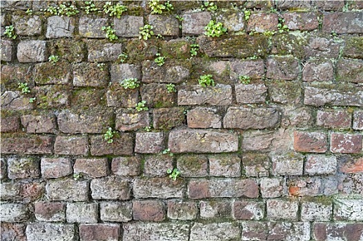 背景,砖墙,苔藓,杂草