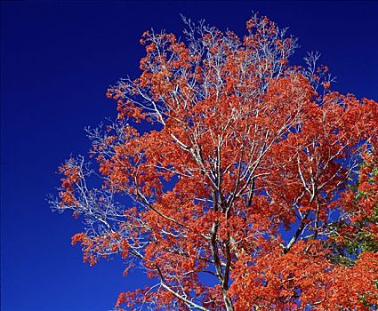 枫树,深秋,佛蒙特州,美国