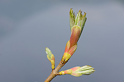 挪威槭,枫树,芽
