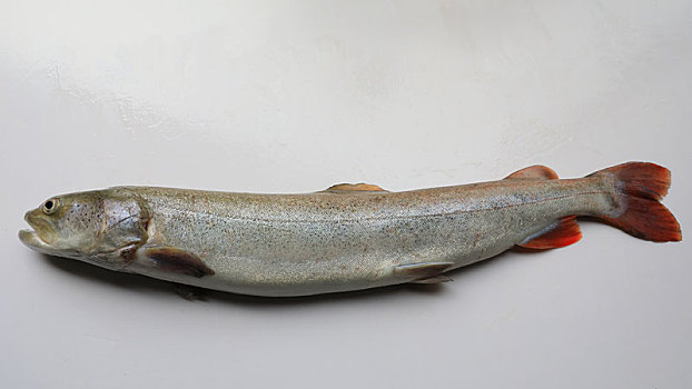 哲罗鱼标本