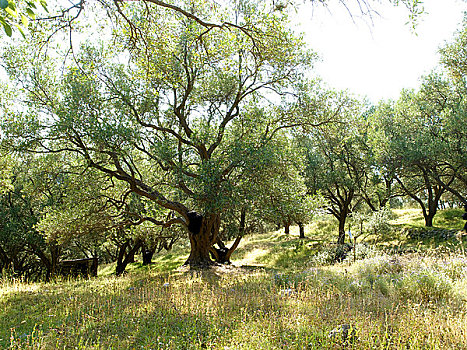科孚岛,橄榄林
