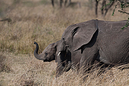 非洲大象140