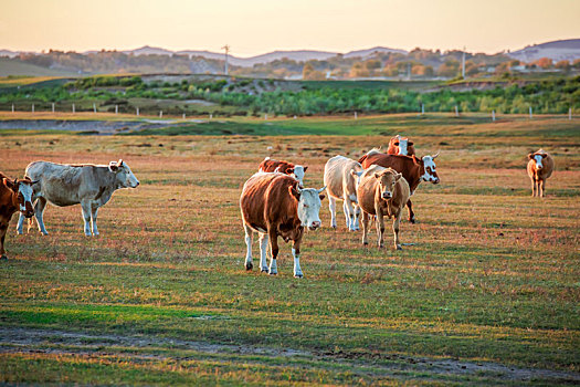 中国内蒙古自治区赤峰市乌兰布统坝上草原牛群