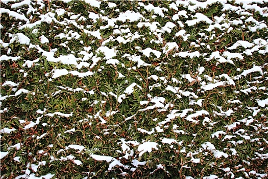 雪,绿色,灌木,背景,寒冬