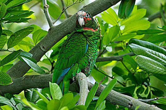 古巴,鹦鹉,亚马逊河鹦鹉,栖息,大开曼岛,开曼群岛,加勒比