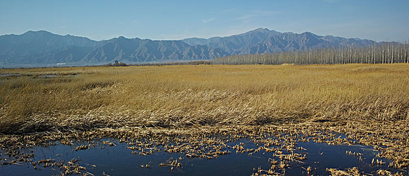 野鸭湖