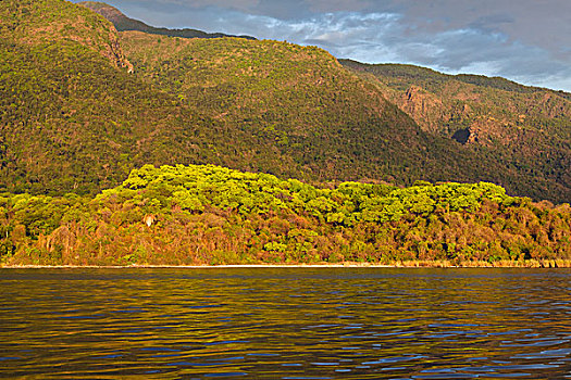 落叶林,岸边,坦噶尼喀湖,坦桑尼亚