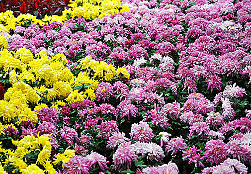 彩色,菊花,雏菊,花