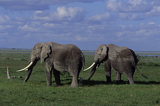 肯尼亚,安伯塞利国家公园,大象