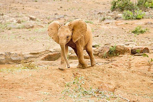 非洲象,幼兽,树林,内罗毕,肯尼亚