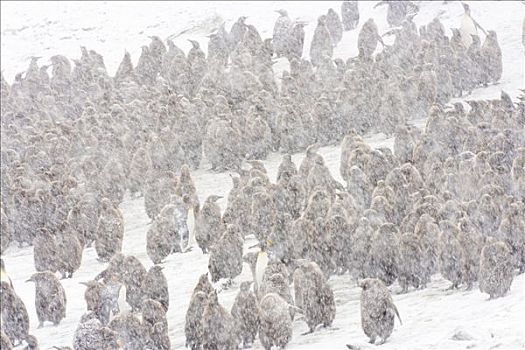 帝企鹅,群,落下,雪,索尔兹伯里平原,南乔治亚