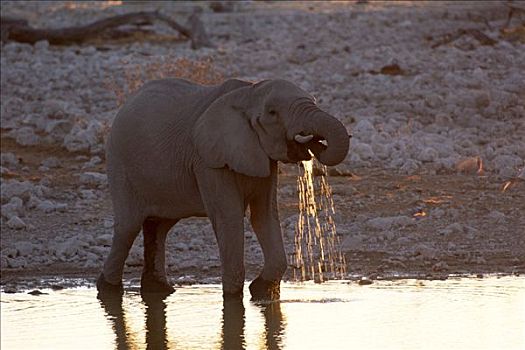 非洲,灌木,大象,非洲象,饮用水,夜光,埃托沙国家公园,纳米比亚