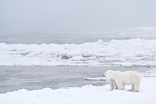 北极熊,海冰,丘吉尔市,曼尼托巴,加拿大