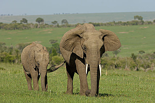 非洲,大象,拿着,母兽,尾部,嘴,马赛人,肯尼亚