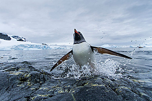 南极,岛屿,巴布亚企鹅,水,岩石,海岸线