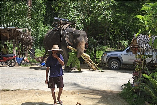 年轻,泰国,大象,骑乘,进食,香蕉