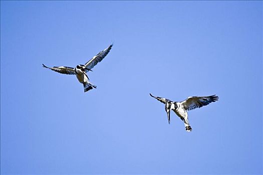 两个,翠鸟,飞行,奥卡万戈三角洲,博茨瓦纳,非洲