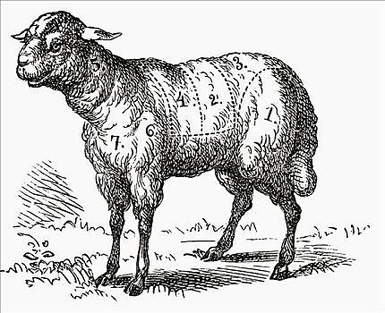 羊羔肉,插画