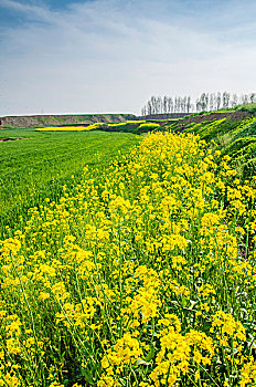 油菜花田