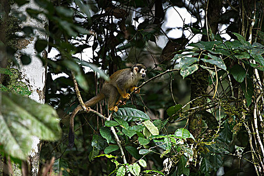 普通,松鼠猴,国家公园,亚马逊雨林,厄瓜多尔,南美