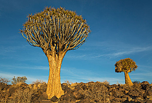 抖树,二歧芦荟,靠近,基特曼斯胡普,纳米比亚,非洲