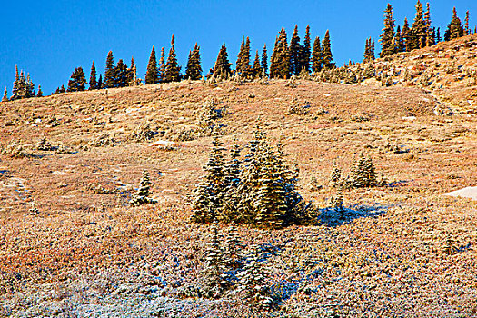 痕迹,初雪,秋色,雷尼尔山国家公园,华盛顿,美国