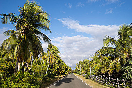 棕榈树,树林,主路,岛屿,新喀里多尼亚,大洋洲