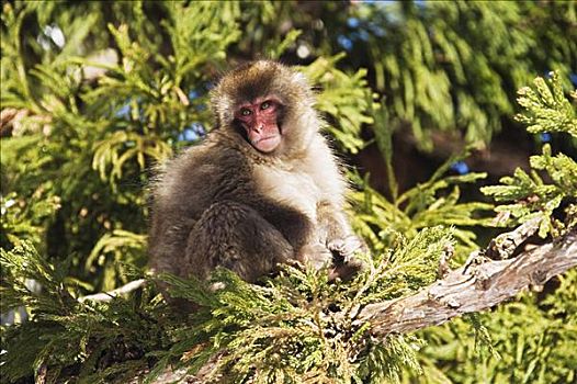 日本猕猴,树上