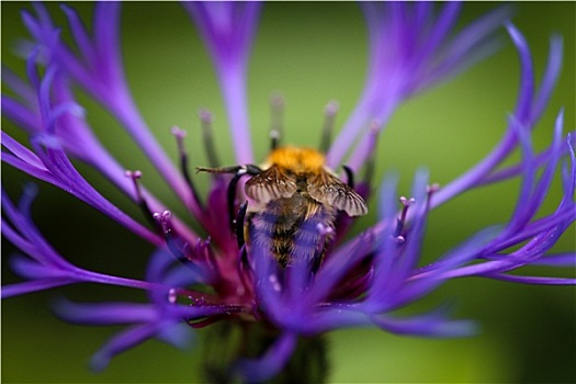 大黄蜂,多年生植物,矢车菊