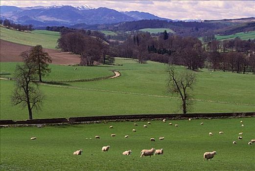 春天,农场,场景,绵羊,苏格兰