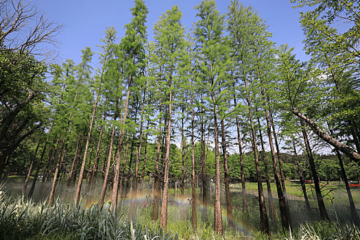 南京银杏湖水杉林景观