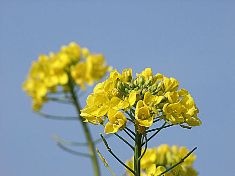 春季黄色油菜花特写自然景观