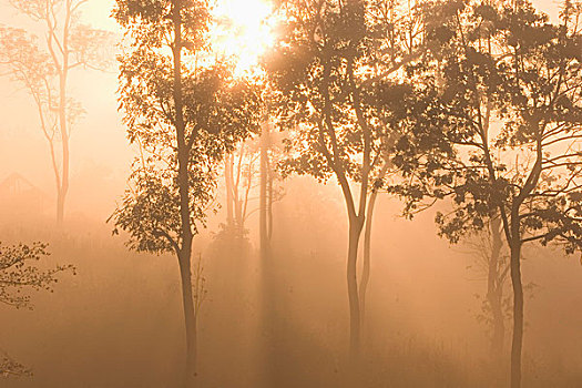 亚洲,泰国,雾气,热带雨林