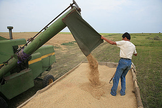 内蒙额尔古纳河沿岸正在收获种植的小麦