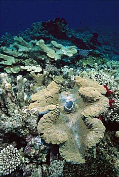 巨蛤,海底,米尔恩湾,巴布亚新几内亚